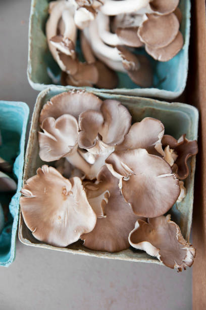ostriche italiane e funghi neri perlati in un mercato degli agricoltori - perla nera foto e immagini stock
