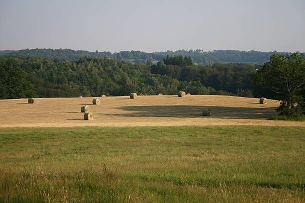 Haystacks in a field stock photo