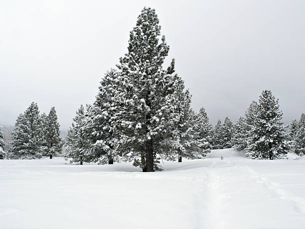 pine tree covered with snow stock photo