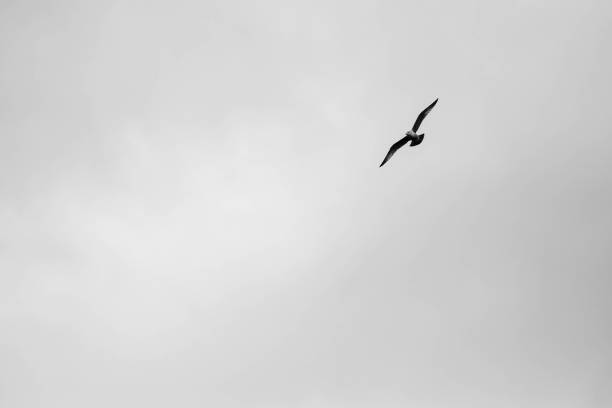 istock Seagull flying in a cloudy sky with copy space 1393901397