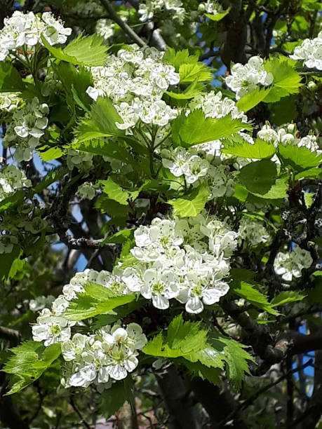 Crataegus, commonly called hawthorn, , May-tree, y, is a genus of several hundred species of shrubs and trees in the family Rosaceae, native to temperate regions of the Northern Hemisphere in Europeand Asia Flowering hawthorn blossom is called May Blossom and there is a local saying 'Ne'er cast a clout till May be out' which translated mean 'Do not cast aside your winter clothing until the May blossom appears' april showers may flowers stock pictures, royalty-free photos & images