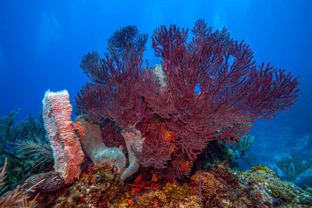 istock Caribbean coral garden 1393901738