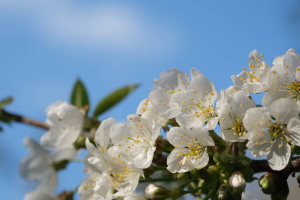 istock White tree blossom close up selective focus with blue sky on background. 1393901919