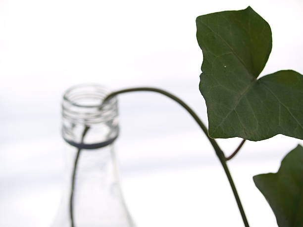 Bottled Ivy stock photo