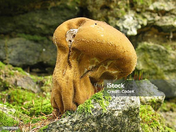 Photo libre de droit de Teinture banque d'images et plus d'images libres de droit de Champignon - Champignon, Champignon vénéneux, Forêt