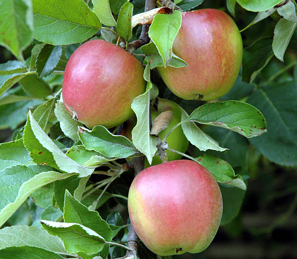 drei äpfel - three objects three people three animals apple stock-fotos und bilder