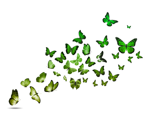 una bandada de coloridas mariposas voladoras aisladas sobre un fondo blanco photo
