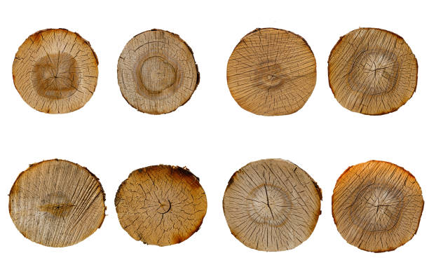 istock birch log cut set isolated on white background 1393903794