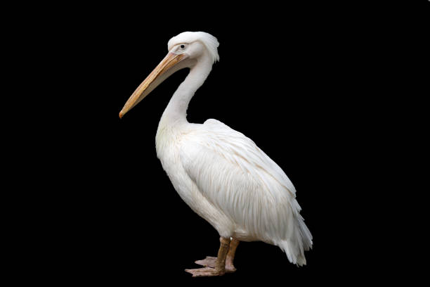 istock white pelican isolated on a black background 1393903795