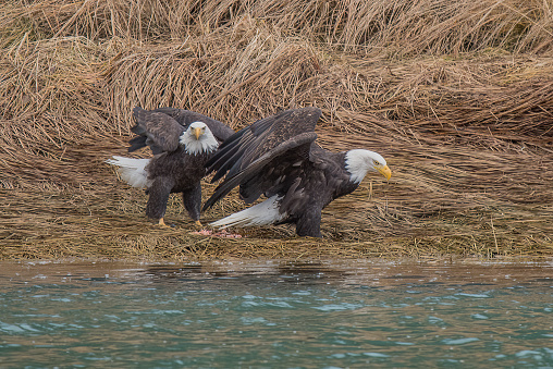 Bald Eagle mates have just finish a salmon meal at riverside near Haines, Alaska in western United States of America (USA).