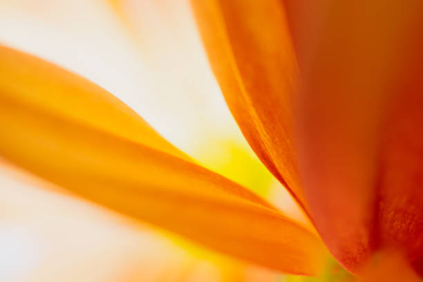 Macro image of orange Chrysanthemum flower petals with back light