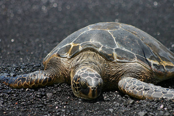 Tortue de repos - Photo