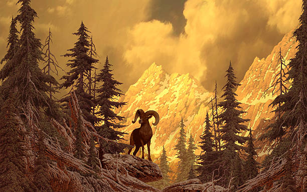 istock Bighorn Sheep In The Rocky Mountains 139390481