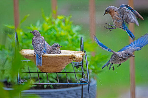 Baby Bluebirds drinking water and flying off.