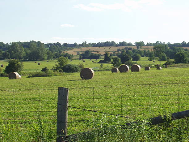 istock Hay Bales Harvest Time 139390555