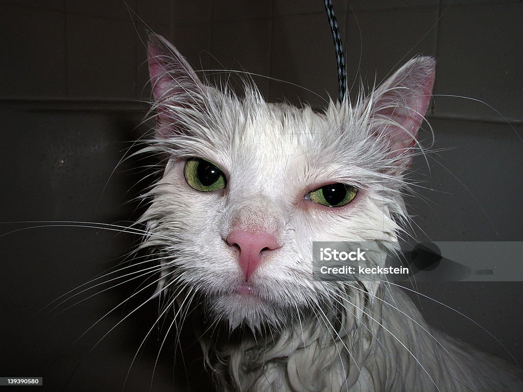 「Wet （ウェット）」の猫 - びしょ濡れのロイヤリティフリーストックフォト
