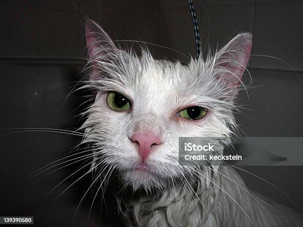 Mokre Kot - zdjęcia stockowe i więcej obrazów Kot domowy - Kot domowy, Przemoczony, Bez ludzi