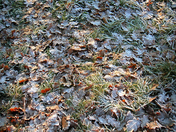 Frozen leaves stock photo
