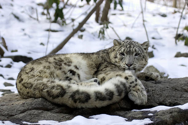 Snow Leopard stock photo