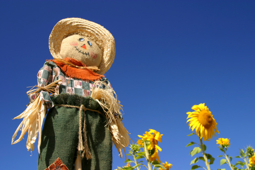Scarecrow in a farmers field happy smiling face wearing a flat cap and green overall's