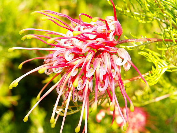 istock australian gravillia flower 139390656