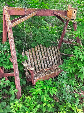 An old wooden swing has been overgrown with nature.