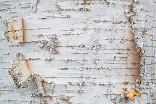 Close up picture of the bark on a paper birch tree.