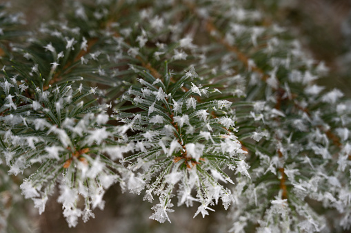 Close up photograph of frost and snow clinging to the needles of a blue spruce pine tree.
