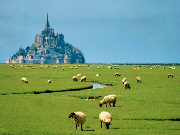 ovejas pastando en el campo frente al mont-saint-michel en francia. - normandía fotografías e imágenes de stock