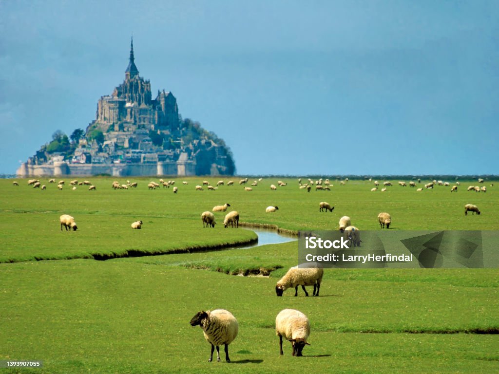 Sheep Grazing in the Field in Front of Mont-Saint-Michel in France. Sheep Grazing in the field in front of Mont-Saint-Michel in France. Brittany - France Stock Photo