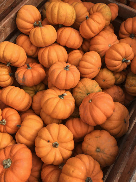 Freshly picked pumpkins arranged in a  wooden crate at an Apple Orchard.
