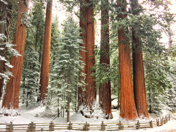 giant sequoias covered in freshly fallen snow - redwood sequoia california redwood national park imagens e fotografias de stock