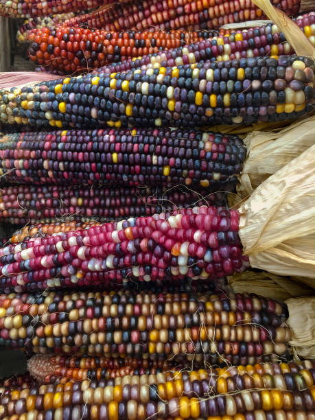 mais indiano colorato - autumn corn indian corn decoration foto e immagini stock