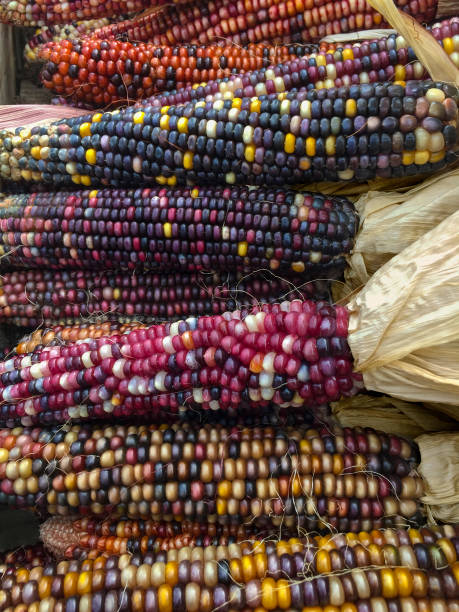 색상화 인도어 콘 - corn on the cob corn dry dried food 뉴스 사진 이미지