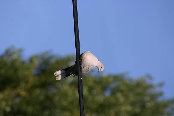 Pombo cinzento sobre powerline olhar - fotografia de stock