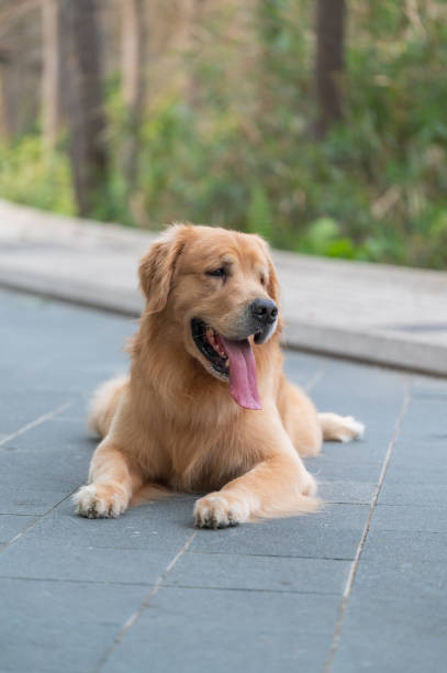 istock golden retriever lying on the ground 1393907908
