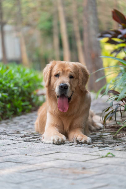 istock golden retriever lying on the ground 1393907950