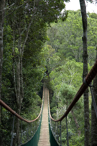 Bridge to Beyond Suspension bridge in Monkeyland Primate Sactuary in The Crag, South Africa. aegis stock pictures, royalty-free photos & images