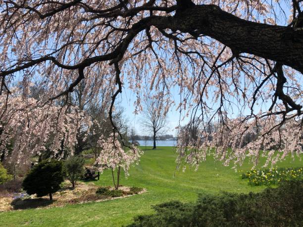 istock Pink Cherry Tree Draping Over the Great Lawn 1393910301