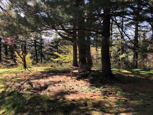istock Quiet, Sunlit Bench in the Tranquil Forest 1393910436