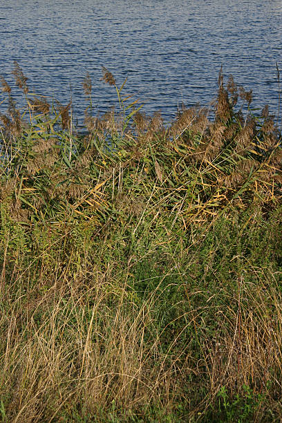 Palha - fotografia de stock