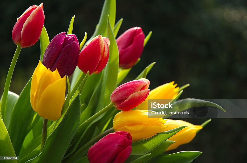Wild Tulips Agricultural Field Stock Photo