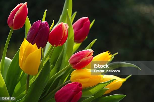 Wild Tulips Stock Photo - Download Image Now - Agricultural Field, Animals In The Wild, Arrangement