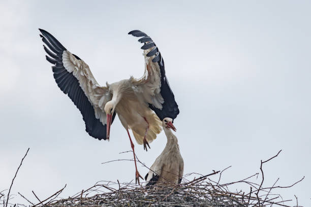 istock A pair of storks build their eyrie in spring and then mate 1393912220