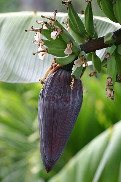 Fleur de bananier - Photo