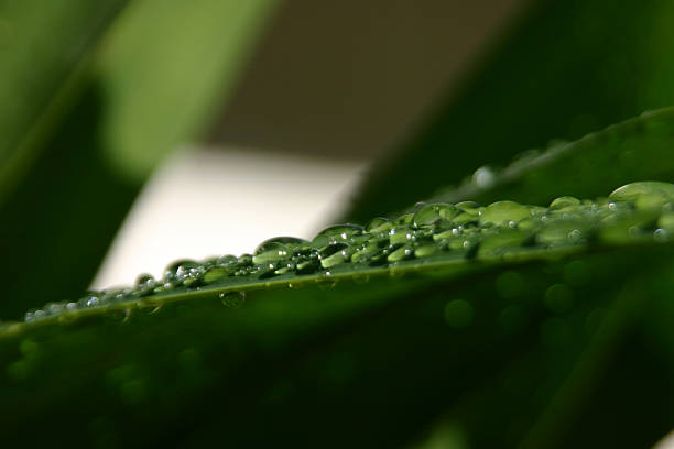 Gouttes de pluie sur les feuilles - Photo