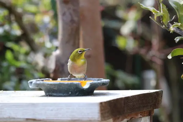 Wild "Warbling white-eye (Mejiro)" sit on a garden table. to eat seeds prepared by a person. Photograph taken under the sunny day in spring season. On a sunny day, I photographed the adorable appearance of the whitetail eating wild bird food prepared on a flower stand in front of the garden.