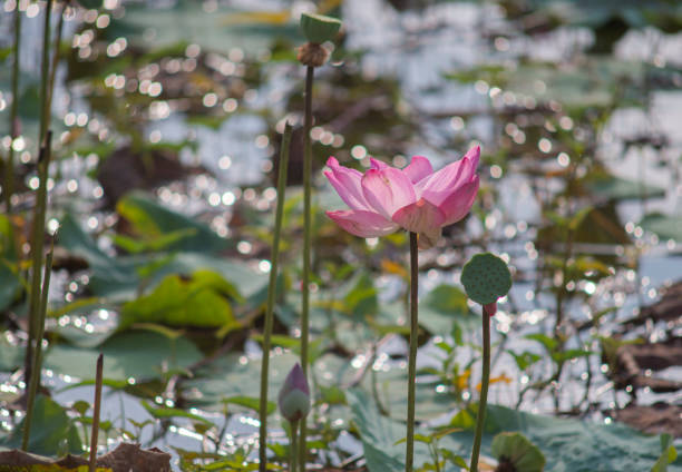 Time: April 26, 2022. Location: Ho Chi Minh City.  Content: Lotus is a beautiful ornamental plant, loved by many people. The tree is often grown as an outdoor ornamental plant, planted in artificial or natural ponds.