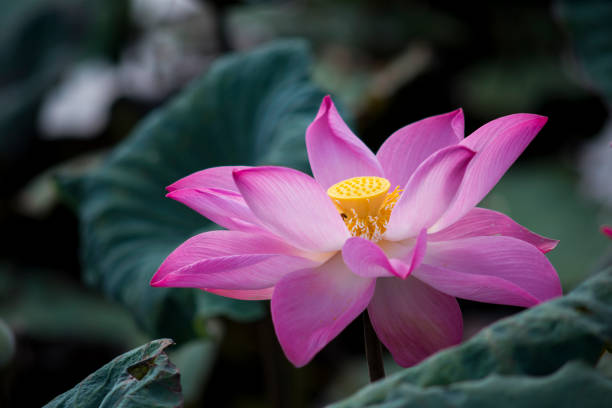 istock Nature photo: Lotus flowers. This is beautifull flowers 1393913681