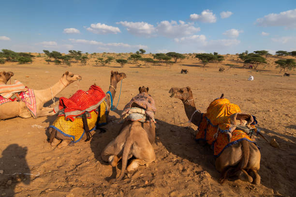 Camels with traditional dresses, waiting beside road for tourists for camel ride at Thar desert, Rajasthan, India. Camels, Camelus dromedarius, are desert animals who carry tourists on their backs. Camels with traditional dresses, waiting beside road for tourists for camel ride at Thar desert, Rajasthan, India. Camels, Camelus dromedarius, are desert animals who carry tourists on their backs. thar desert stock pictures, royalty-free photos & images